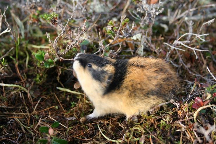 Populasjonsdynamikk for smågnagere og Lirype i Skandinavia Indirekte