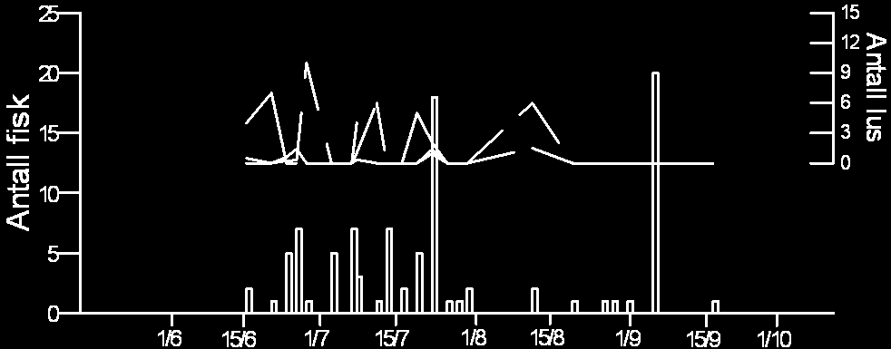 Antall laks Antall sjøørret Kumulativ ooppvandring (%) Antall fisk Ferskvannsbiologen Rapport 21-5 Figur 6 Daglig oppvandring av sjøørret (n=99) i Sausvassdraget i 212, og antall registrerte lus