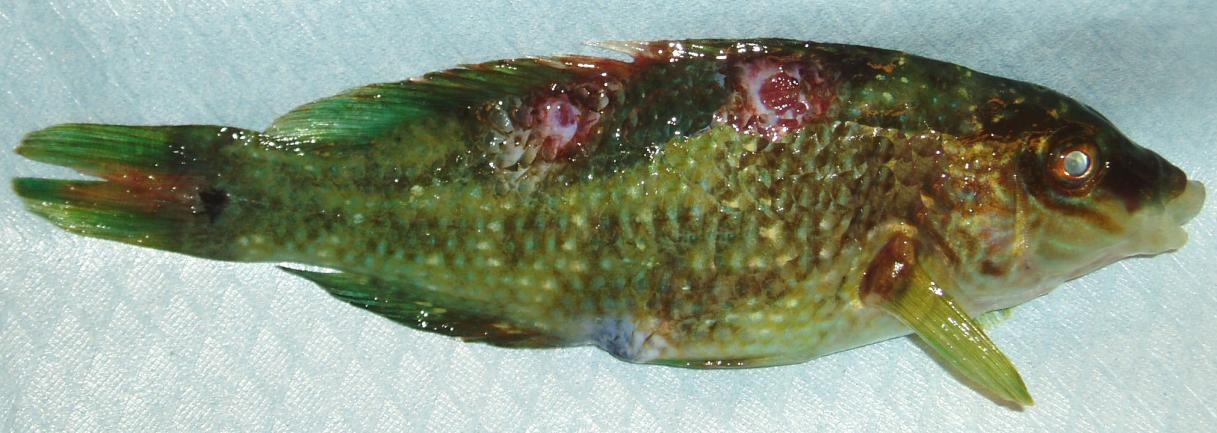 Kliniske tegn / patologi Fiskene hadde under hele forsøksperioden en nervøs atferd, og spiste lite. Flere fisk hadde en blek hudfarge.
