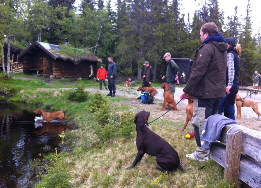 Ved Budor hadde Tonje Hennig og undertegnde en seanse med noen agility-hindre og litt ringtrening før søndagens utstilling. Det er utrolig hvor fort tiden går når man holder på med noe man liker!