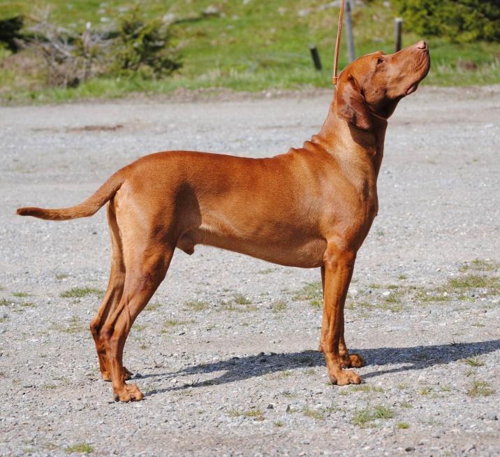 Beskrivelse: Mankehøyde 57 cm. God hals, anelse rund i overlinjen, godt steg, ennå løs i fronten (som rimelig kan være), kunne vært bedre vinklet fram. God mellomhånd og poter, prima pels.