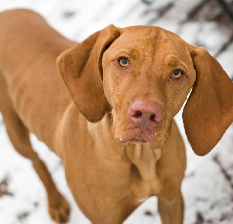 Hei alle glade Vizsla-folk! Jeg tenkte jeg skulle sende dere en liten hilsen fra meg og min nydelige ungarske vizsla! Navnet hennes er Lihku, som er samisk og betyr Lykke.