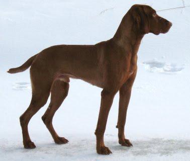 Vizslavalper ventes i begynnelsen av juli Kennel Hundelykke venter sitt første valpekull i begynnelsen av juli 2012 (parring 6/5-12).