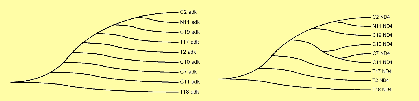 35 To fylogenetiske trær ble konstruert på grunnlag av de ni sekvensene hvor både adkgenet og ND4genet ble vellykket sekvensert.