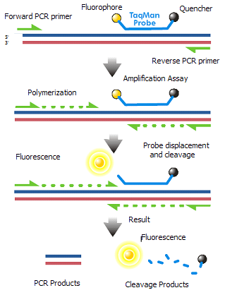 Det finnes to vanlige metoder for produkt påvisning ved kjøring av Real-time PCR. 1. Den første metoden brukes ofte SYBR Green.