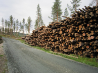 7 Befaringen gikk så videre opp i planområde. Området her har bestått av godt drevet furuskog. Skogen her har plantet seg selv og er blitt pleid med tynning, rydding og helikoptersprøyting.