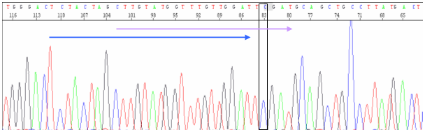 4.3 Kvantitering av FIP1L1-PDGFRA ved ASO-qPCR Analysen ble utført som beskrevet i kapittel 3.13.