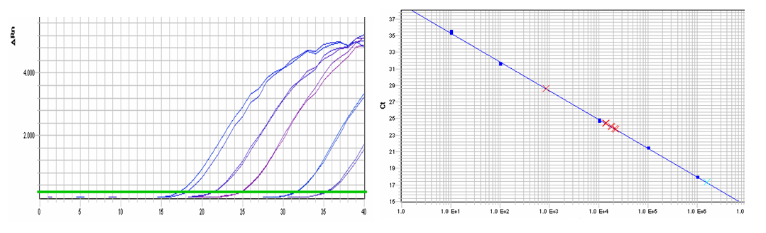 Figur. Til venstre: Dannelse av PCR produkt, y-aksen viser normalisert fluorescens (ΔRn), x-aksen antall sykler.