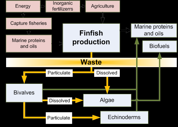 Fisk: N 40%, P31% Næringsstoffer fra lakseoppdrett Ressurs i IMTA?