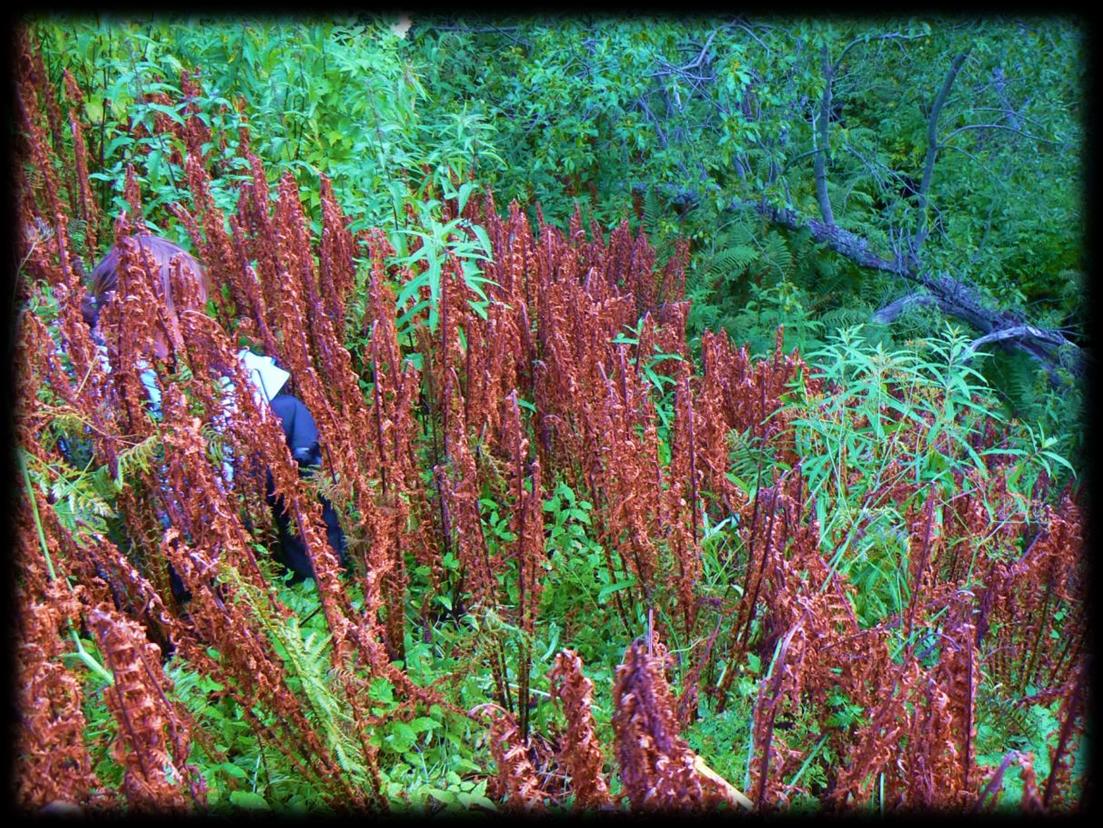 Plant damage recorded summer 2012 Example 1: Severe