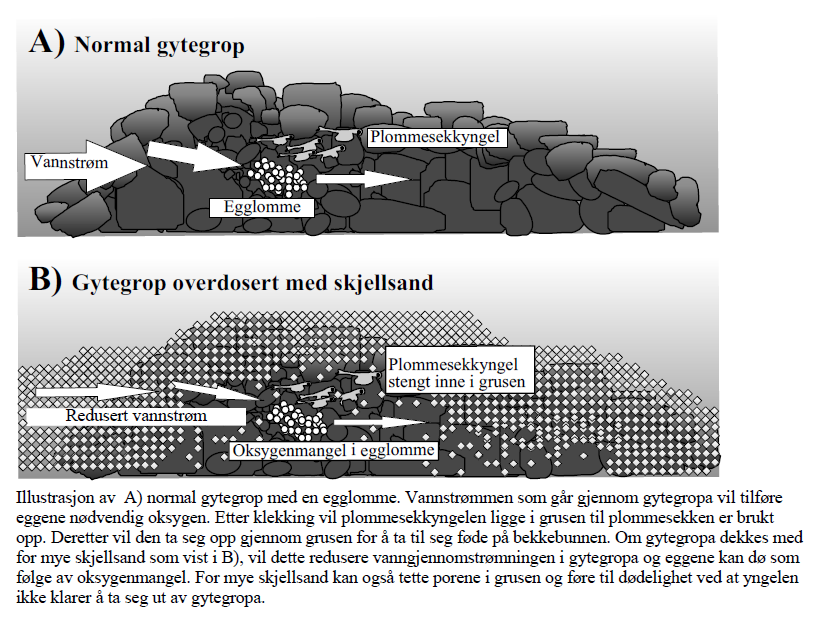 Figur 2. Illustrasjon som viser en normal gytegrop, og en som er overdosert med skjellsand. Hele illustrasjonen er hentet fra rapporten til Direktoratet for naturforvaltning 1. 3.