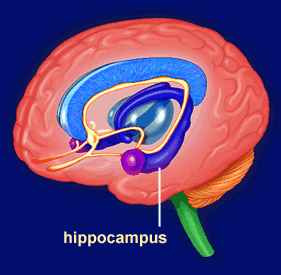 FASD: Innlæring og hukommelse Hippocampus er særlig