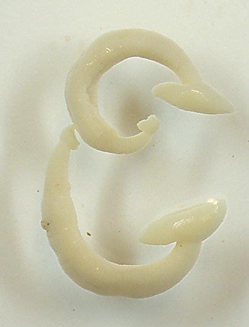 Kl. Hirudinea - Igler Iglene har en myk bøyelig kropp med en sugeskål på bakkroppen. Mange av iglefamiliene har flat kropp og flere av dem har også en sugeskål rundt munnen.