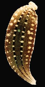 Fam. Glossiphoniidae Bruskigler Bruskiglene er relativt vanligei strandsonen. De er fra 1-3 cm. flate og tydelig breiere bak.