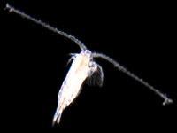 Kl. Copepoda Hoppekreps Hoppekreps blir sammen med vannloppene omtalt som som zooplankton (dyreplankton). De har en såkalt torpedoformet kropp med tydelig leddeling (9 ledd).