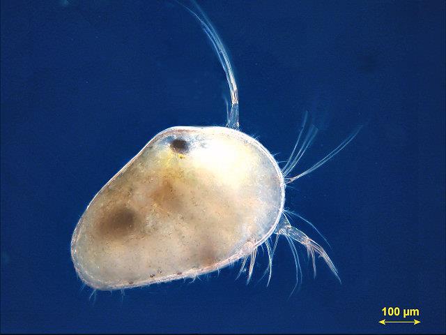 Kl. Ostracoda Muslingkreps Muslingkreps er dekket av et to-klappet skall, og minner om små muslinger ( 0,5 5 mm.). Skallet kan være helt glatt, mens det hos andre arter er tett besatt med hår.