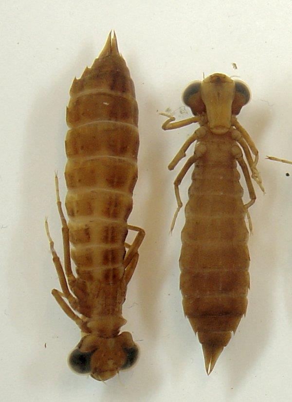 Fam. Aeschnidae De største libellene, med arter som Kongeøyenstikker (Cordulegaster boltoni) og Brun øyenstikker (Aeshna grandis). Begge disse har en kroppslengde på omkring 80 mm.