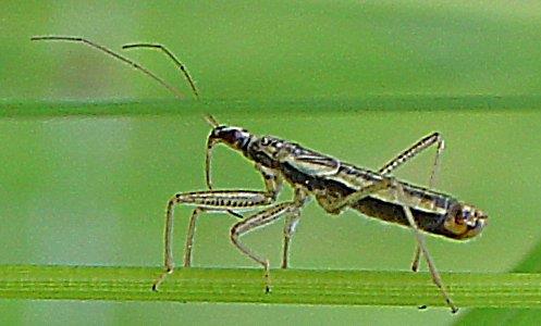 Ord. Hemiptera Nebbmunner u.ord. Heteroptera Teger Nebbmunner kjennes på sitt spesielle munnapparat en såkalt stikke-, sugesnabel.