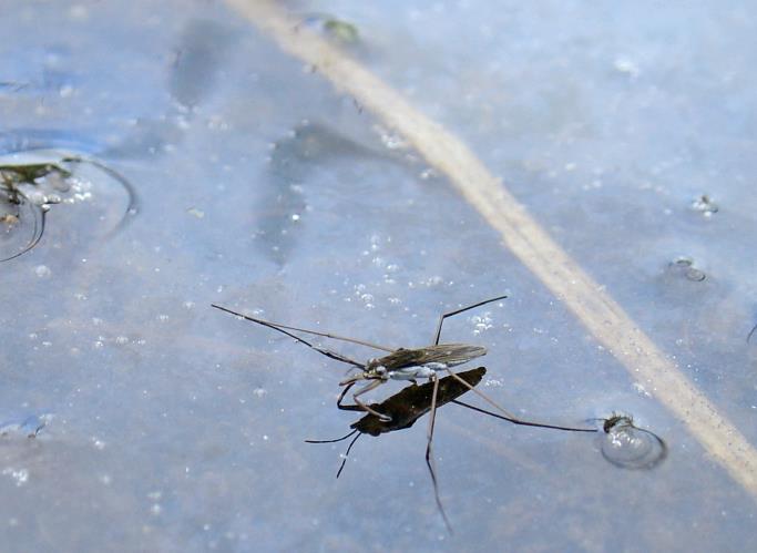 Fam. Gerridae - Vannløpere Vannløpere har tilhold på vannoverflata, hvor de ved hjelp av lange bein beveger seg i stor hastighet.