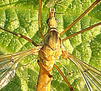 Ord. Diptera - Tovinger Som navnet tilsier har tovingene bare ett par vinger. Det bakre vingeparet er omdannet til svingkøller som fungerer som balanseorganer.