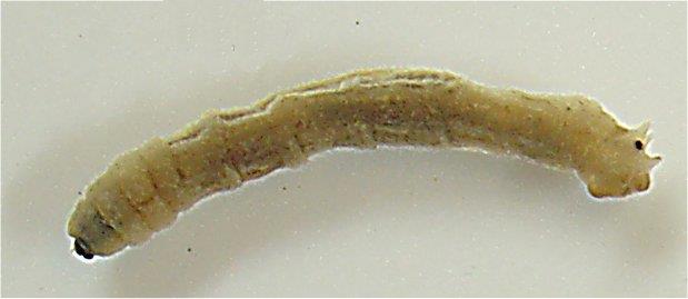 Fam. Tippulidae - Stankelbein Stankelbein ser ut som en stor stikkemygg, med slanke vinger og veldig lange bein (2-3 ganger kroppslengden). Den største arten (Tipula maxima) blir opptil 30 mm.