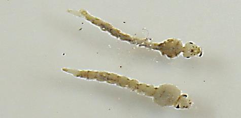 Fam Culicidae Stikkemygg Stikkemygg er en forholdsvis liten insektfamilie (ca 40 arter). De er avhengig av blod for at eggene deres skal modnes.