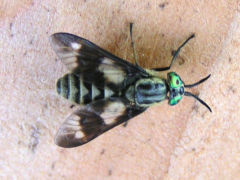 u.ord Orthorrhapha Laverestående fluer Alle fluer har antenner med 3 ledd.