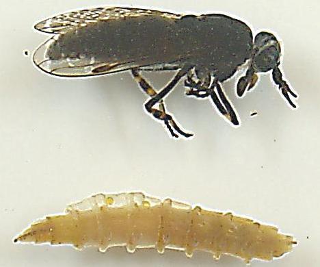 Tabanidae Klegger Tabanus kuklegg/storklegg 18 25 mm. De største artene finnes innenfor denne slekta, hvor kukleggen (Tabanus bovinus) som blir opptil 25 mm er den største.