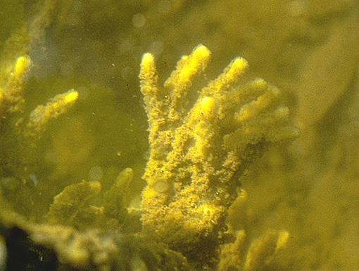 Rekke Porifera - Svamper Svamper filtrerer vann og fanger opp små organismer og andre næringsstoffer som følger vannstrømmen gjennom svampen.