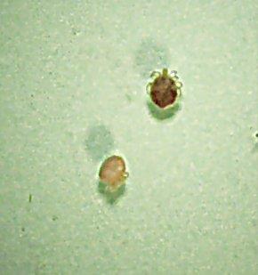 Ord. Hydracarina Vannmidd Vannmidd påtreffes i små pytter, tjern og større innsjøer, men også i rennende vann. De oppleves som ei lita kule med 4 beinpar. De fleste artene er 2-3 mm.