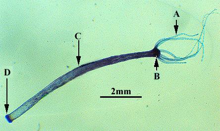 Rekke Cnidaria - Nesledyr Nesledyr er sekkeformede dyr med et større eller mindre antall tentakler. På tentaklene sitter et stort antall nesleceller som er et særtrekk for nesledyrene.