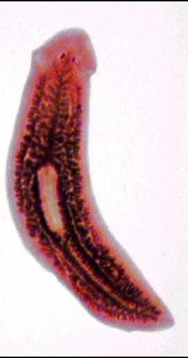 Rekke Platyhelminthes - Flatormer Flatormer er flate, tosidig symmetriske ormer, med tydelig avsatt øyne. De fleste artene er parasittiske (som f. eks.