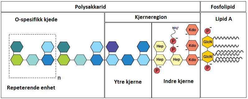 Figur 1.5.: Oppbygning v LPS. Fosfolipid-delen sitter nkret i bkteriens membrn. Kdo, 3-deoksy-α-D-mnnooctulosonisk syre; Hep, Heptulose (ketoheptose); GlcN, Glukosmin.