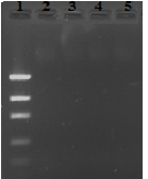 Resultater - Ristekolbeforsøk 3 b) Prøveserie med inokulum ML PCR-produktene fra DNA i vannfasen til ristekolbeneserien tilsatt inokulum L004 er vist i figur 48 med tilhørende prøve-id i tabell 23.