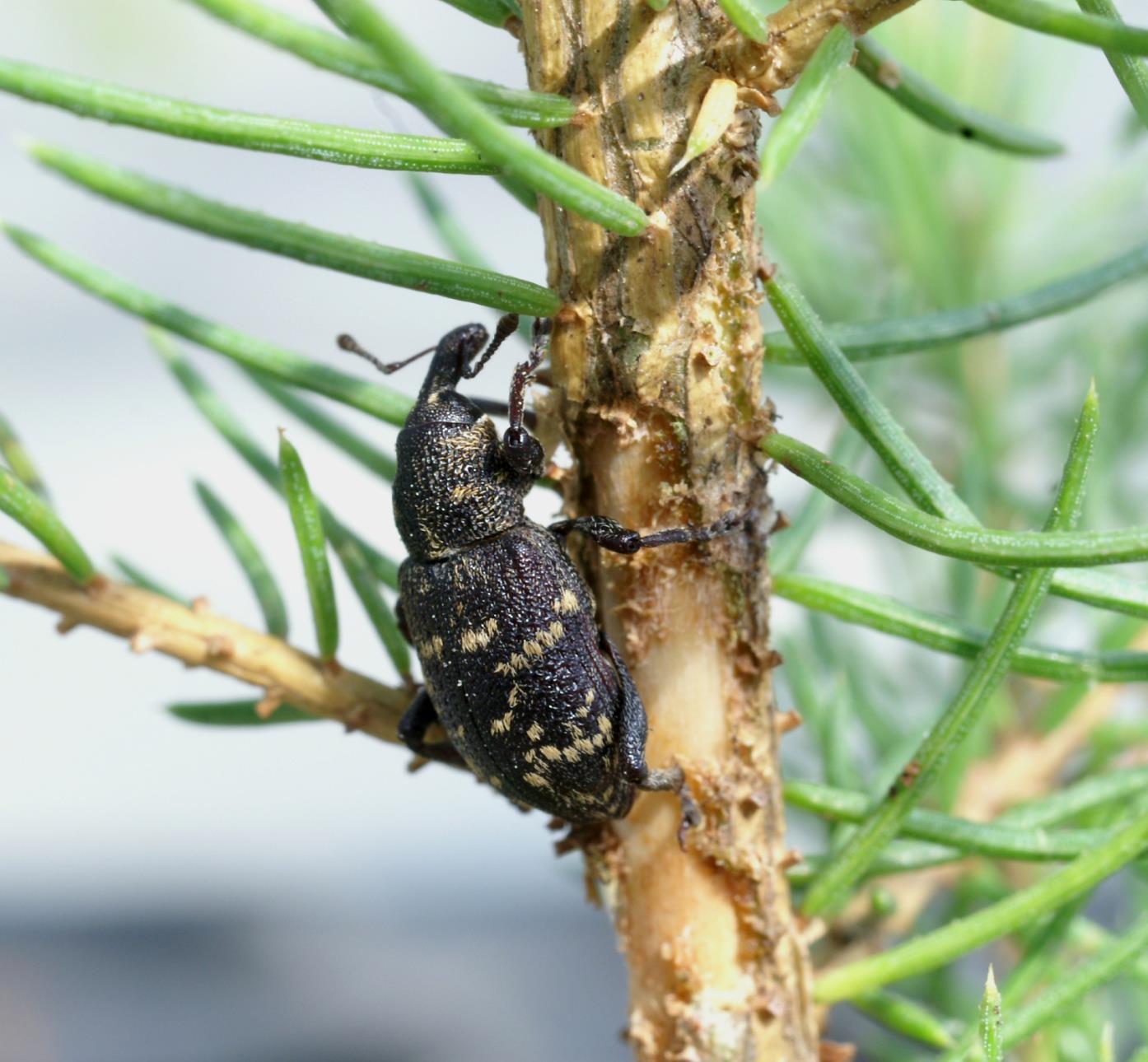 Voksne gransnutebiller gnager av barken på småplanter av bartrær. Næringsgnaging på plantene i de to første årene etter utplanting.