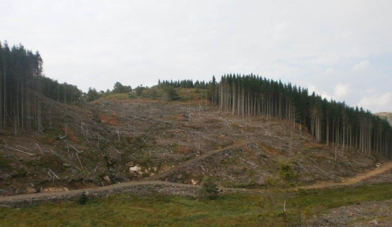 Ramneheia, 263 moh Farsund kommune Feltforsøk med ettårige pluggplanter av gran (Picea abies),