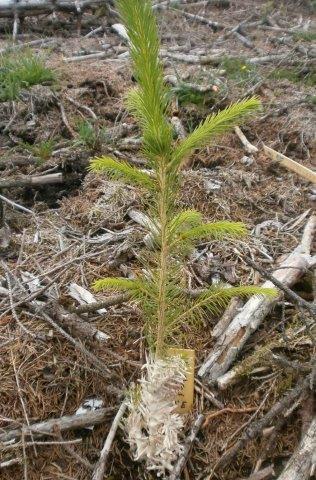 Behandling: 2 plantestørrelser; små 23 cm, store 28 cm, 2 vokshøyde: 10 og 15 cm, 2 vokstykkelse: 1 og 2 lag voks Kontroll planter uten behandling 6 blokker Plantene ble evaluert den 29.