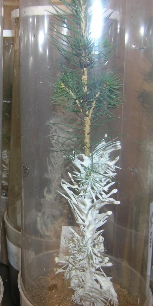 I laboratorietestene ved SLU ble gransnutebiller satt i gjennomsiktige sylindere sammen med voksete småplanter av gran Plantematerialet og voksbehandlinger som i vekstforsøkene ved UiO I en sylinder: