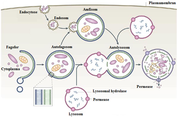 16 1 INNLEDNING permeaser (membranproteiner som transporterer stoffer over membraner) og resirkulert i cytosol (Figur 1.8) [44]. Figur 1.8: Autofagi veien.