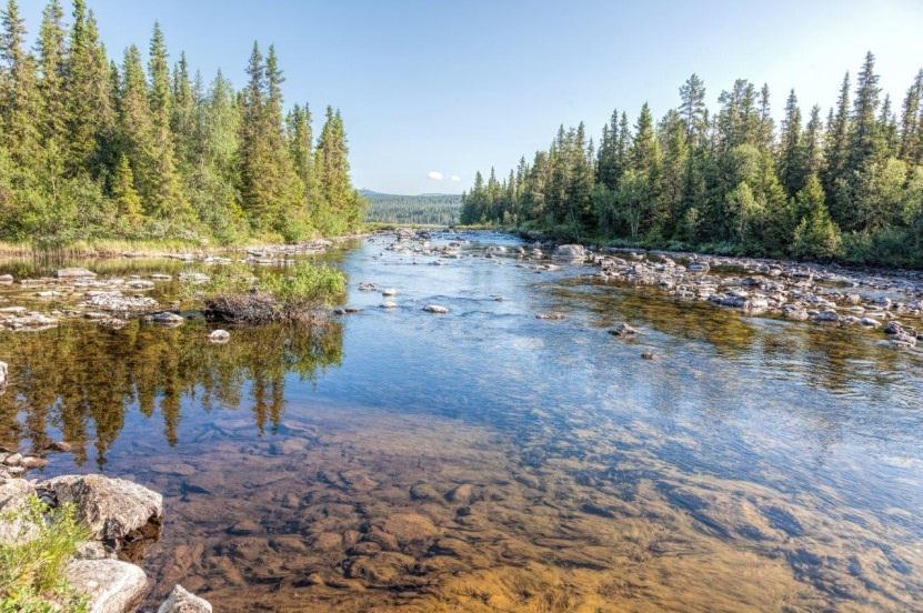 forurensning Vannkvalitet