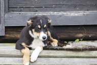 TANNSTEIN- BEHANDLING HUNDE- FOTOGRAFERING ER DU GLAD I HUND? DA SYNES VI DU SKAL MØTE OPP PÅ KROKSTAD SENTER LØRDAG 14.12 KL. 12.