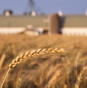 Veterinærinstituttets visjon Forskning og