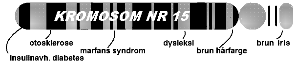 Marfans syndrom blir nedarvet som et autosomalt, dominant gen, og ligger på den lange armen av kromosom 15.