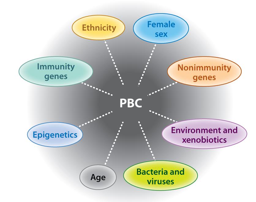 PBC - Årsaker Hirschfield GM, Gershwin