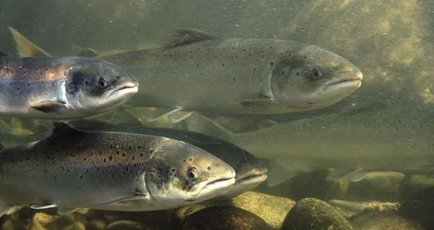 Sverre Indrebø går det dobbelt så mykje smolt ut frå Nausta så kjem