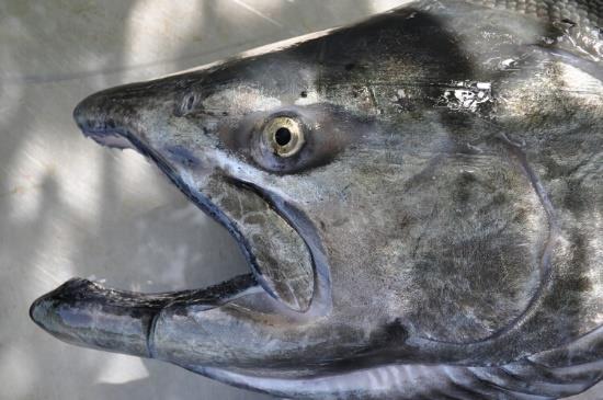 ALASKA - FISKE PRISER 2016 Vår Lodge har en unik eiendom beliggende ved Kenai River og har 300 fots strandlinje. Lodgen har 16 rom og kan ta imot 40 gjester.