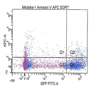 Isolering av lhb-gfp gonadotrope celler lhb-gfp transgen medaka (hunnfisk) Disseksjon