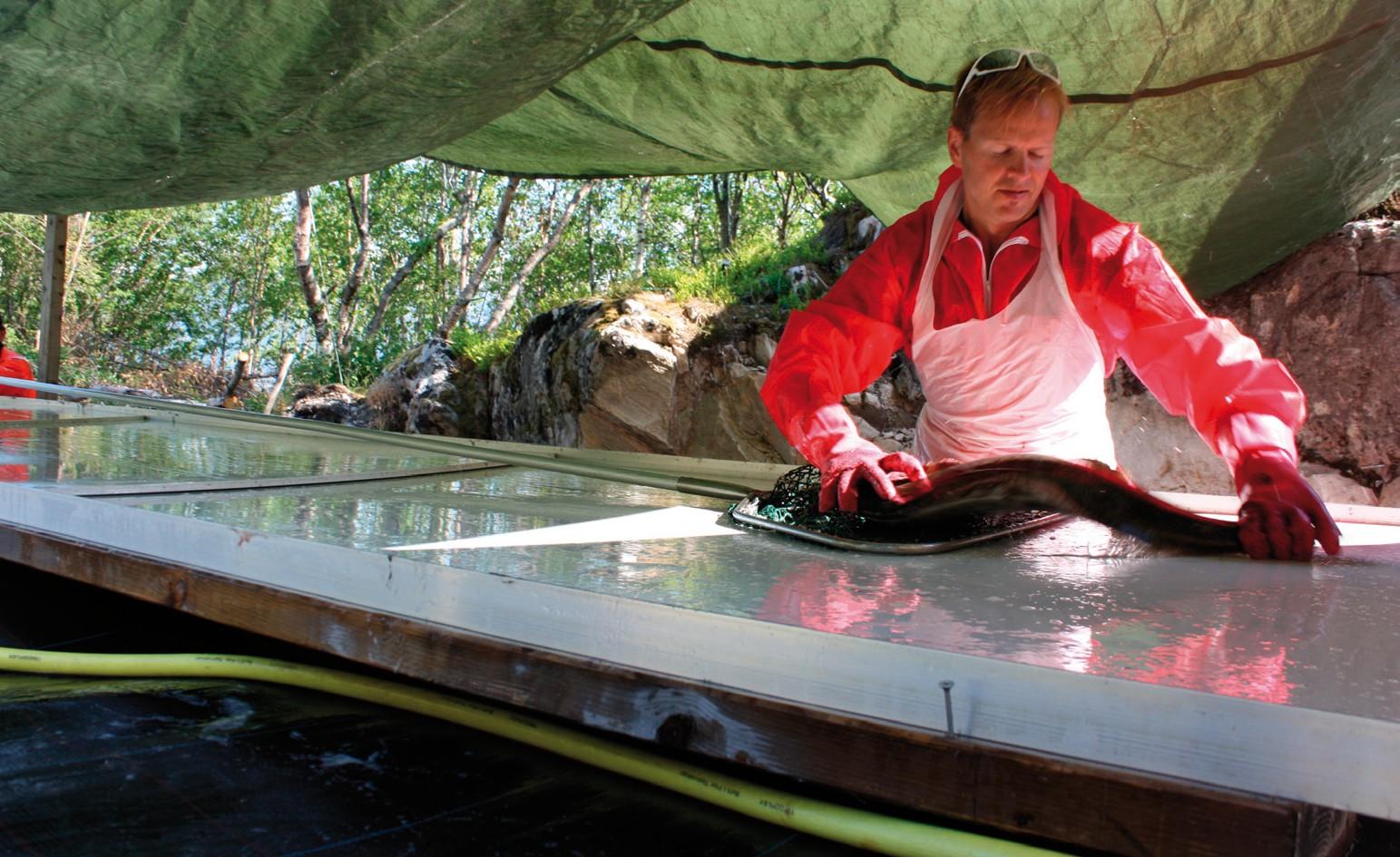 VELGE KONSEPT Prosessen Eldar holder fisken fast og skyver den bort til tilhengeren.