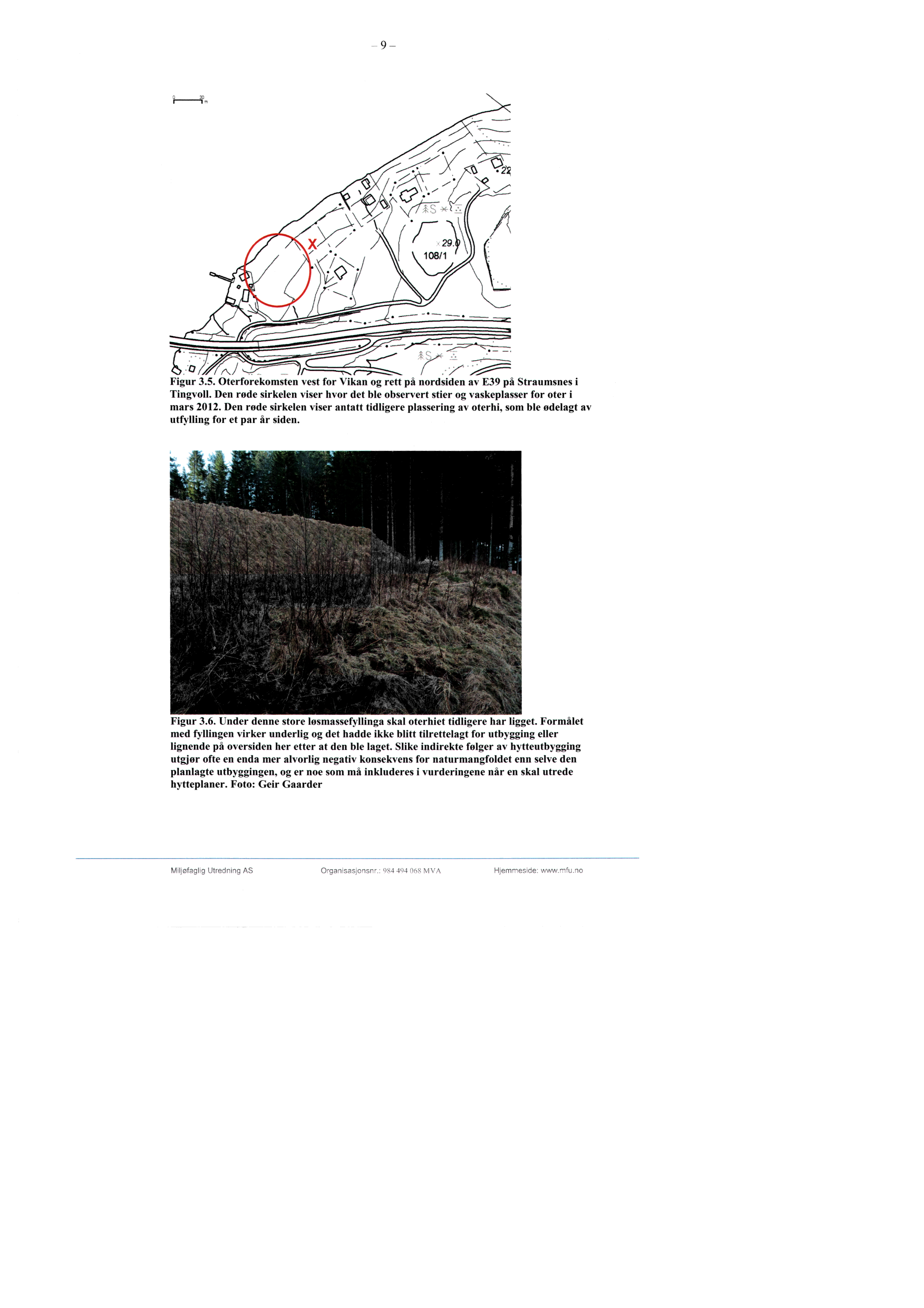 0 r1 Figur 3.5. Oterforekomsten vest for Vikan og rett på nordsiden av E39 på Straumsnes i Tingvoll. Den røde sirkelen viser hvor det ble observert stier og vaskeplasser for oter i mars 2012.