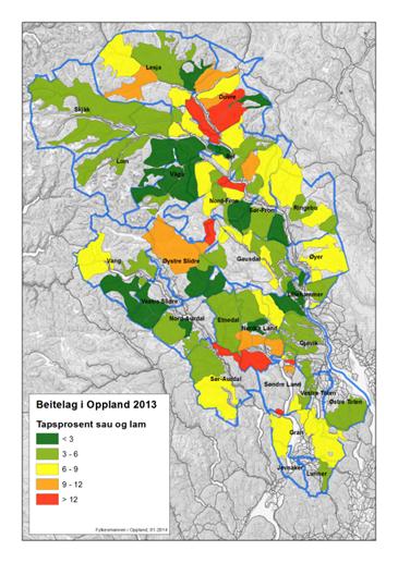 Figur: Dokumenterte og antatte bjørnedrepte sau i 2013 (venstre kart) og 2010 + 2011. Tapene til bjørn varierer mye fra år til år.